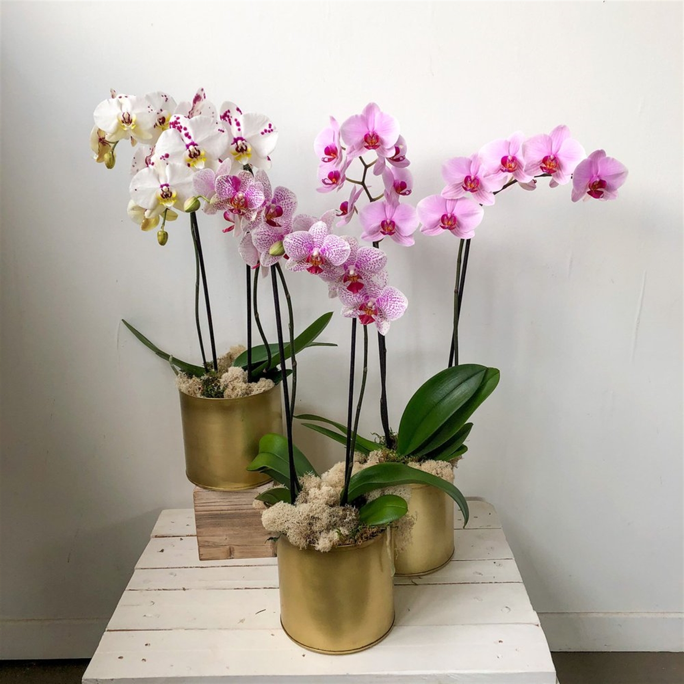 Orchidee Plant
