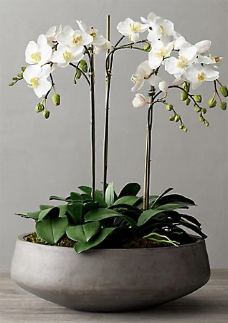 Schaal met orchidee
